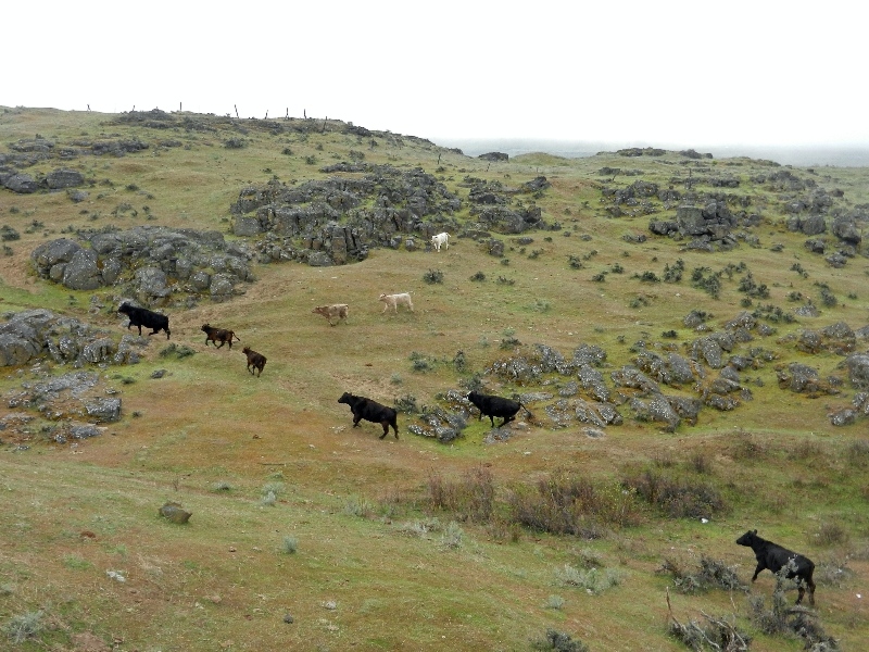 Cows Cows