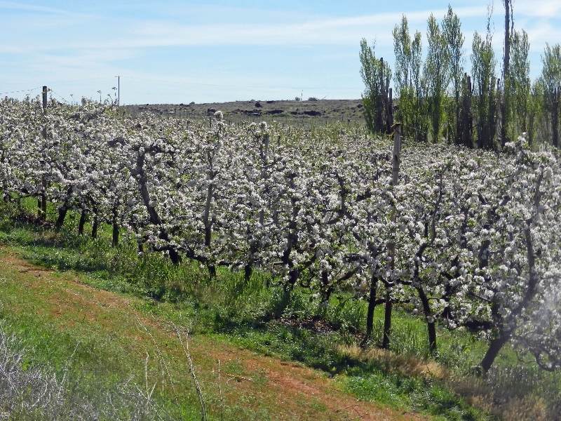 Fruit trees in bloom Fruit trees in bloom