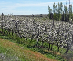 Fruit trees in bloom