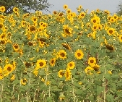 dscn0331_edited-1 dscn0331_edited-1