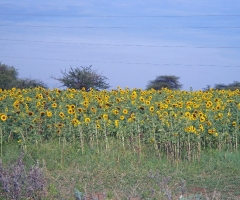 dscn0332_edited-1 dscn0332_edited-1